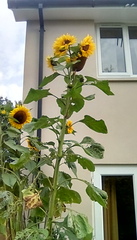 User post image