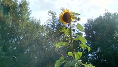 User post image