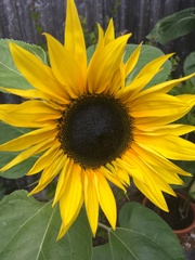 User post image