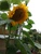 User post image