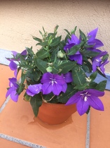 User post image