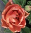 User post image