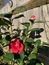 User post image