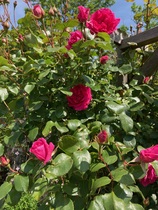 User post image