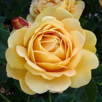 User post image