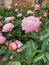 User post image
