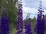 User post image