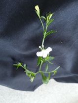 User post image