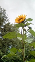 User post image