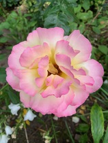 User post image