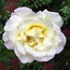User post image