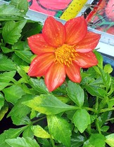 User post image