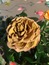 User post image