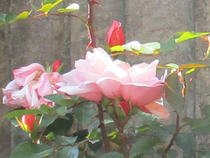 User post image