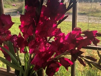 User post image