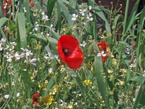 User post image