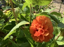 User post image