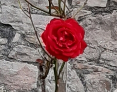 User post image