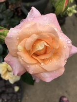 User post image