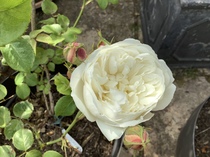 User post image