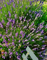User post image