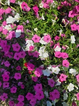 User post image