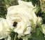 User post image