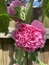 User post image