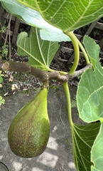 User post image