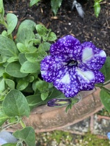 User post image