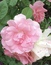 User post image