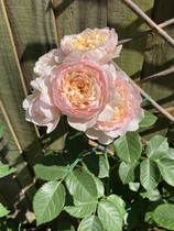 User post image