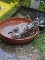 User post image