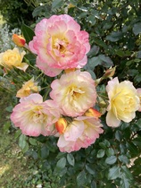 User post image