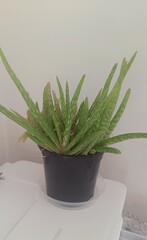 User post image