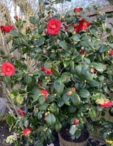User post image
