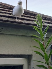 User post image