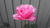 User post image
