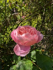 User post image